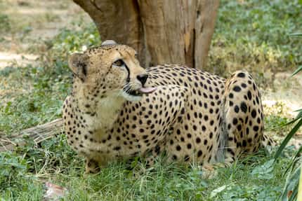 The Dallas Zoo is involved in an array of conservation programs aimed at saving cheetahs and...
