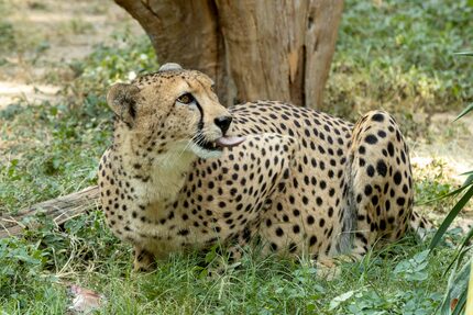 The Dallas Zoo is involved in an array of conservation programs aimed at saving cheetahs and...