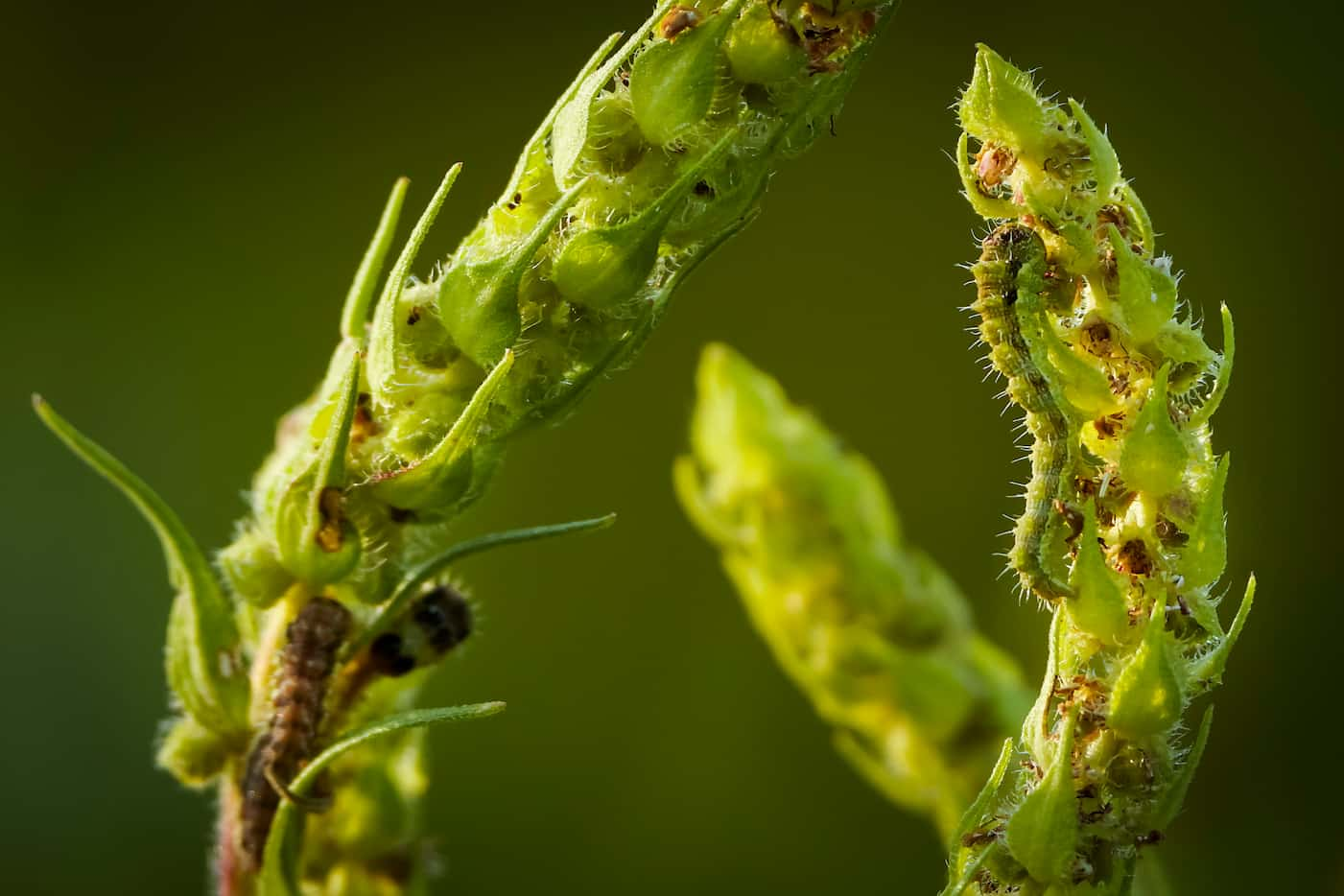 Caterpillars are seen along the Primitive Pond Trail at Trinity River Audubon Center on...