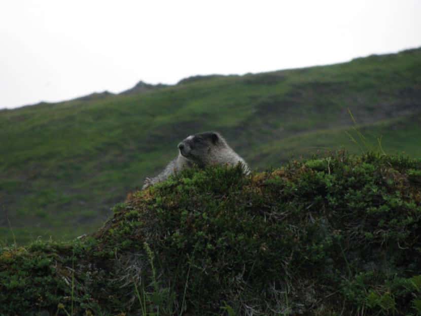 This undated photo shows a marmot peaking out from behind the tundra along the Mount Roberts...