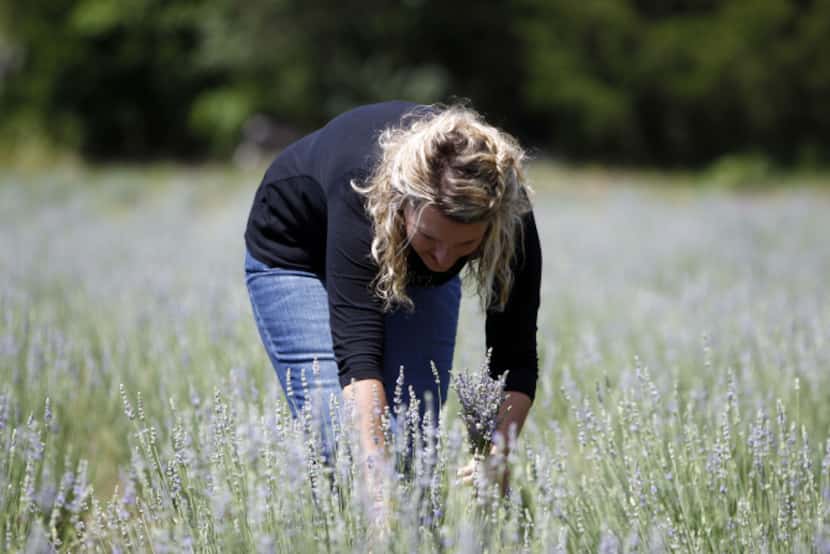 Owner Gwen Snyder harvests lavender to make dried bouquets in one of the two lavender fields...
