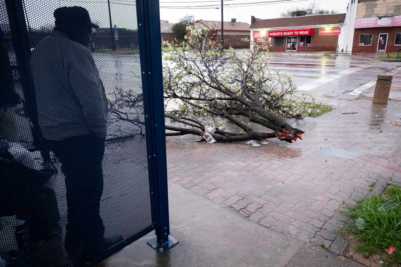 People wait for the bus near a downed tree from overnight storms on Wednesday, March 13,...