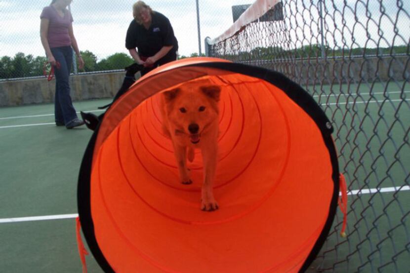 Robin Terrell (back) taught B.K. how to go through the agility tunnel during a Good Dog...