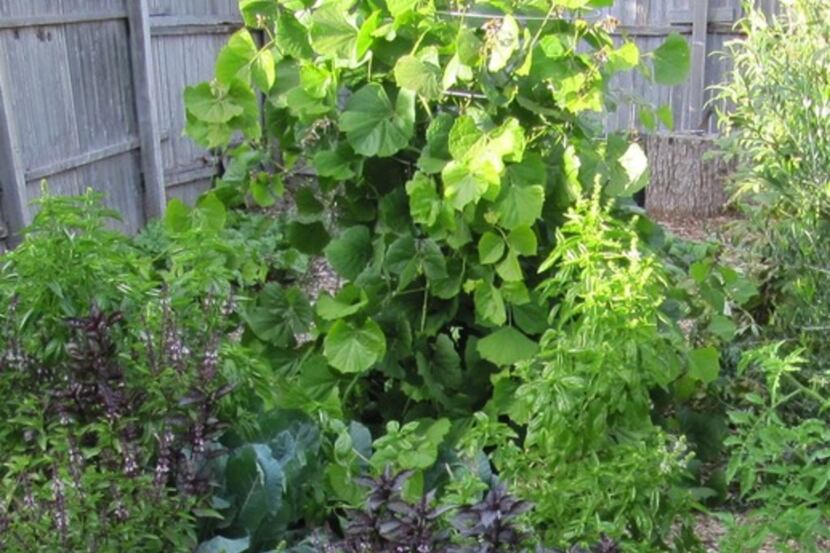 Jicama is an easy and tasty food crop to grow in North Texas. 