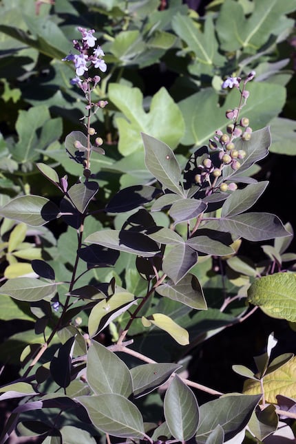 Arabian lilac is a vitex species whose leaves have distinctive purple undersides. Known to...