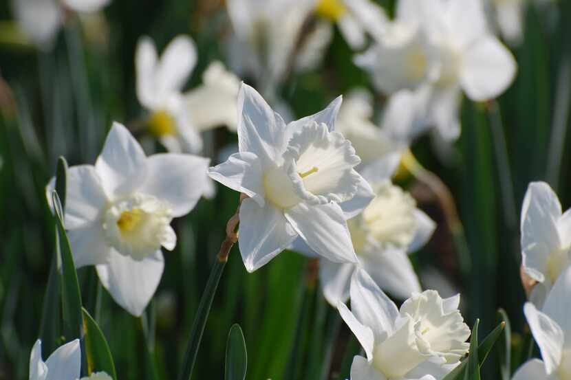 Paper-white narcissus in bloom