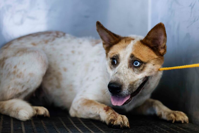 A loose dog sits in the van at the Dallas Animal Services shelter after rescuing it from...