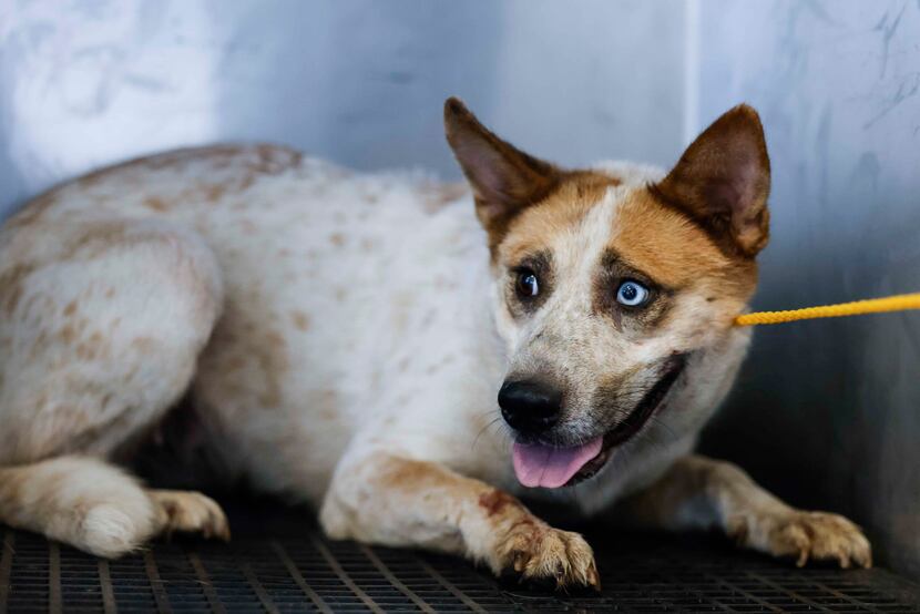 A dog, caught by animal service officers Reid Koenig and LaDonte Williams, waiting to be...