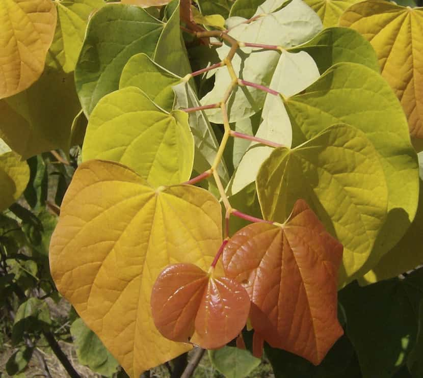  'Rising Sun' redbud 