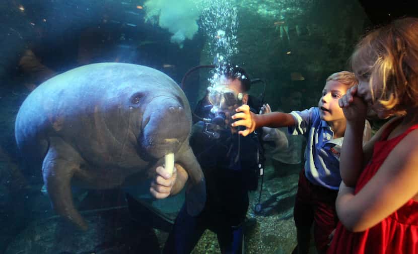 Children reacted to Nigel Marven, a wildlife expert from England, as fed a manatee a banana...
