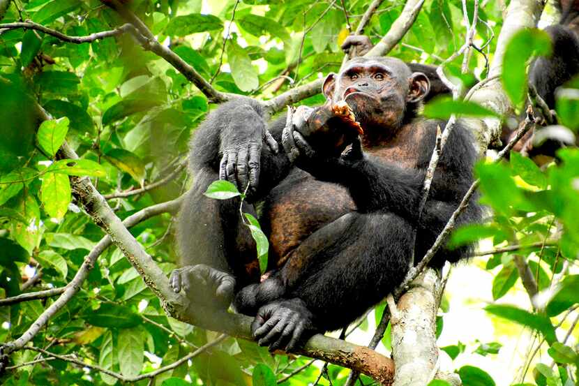 En esta foto distribuida por el Instituto Max Planck, un chimpancé salvaje come una tortuga...