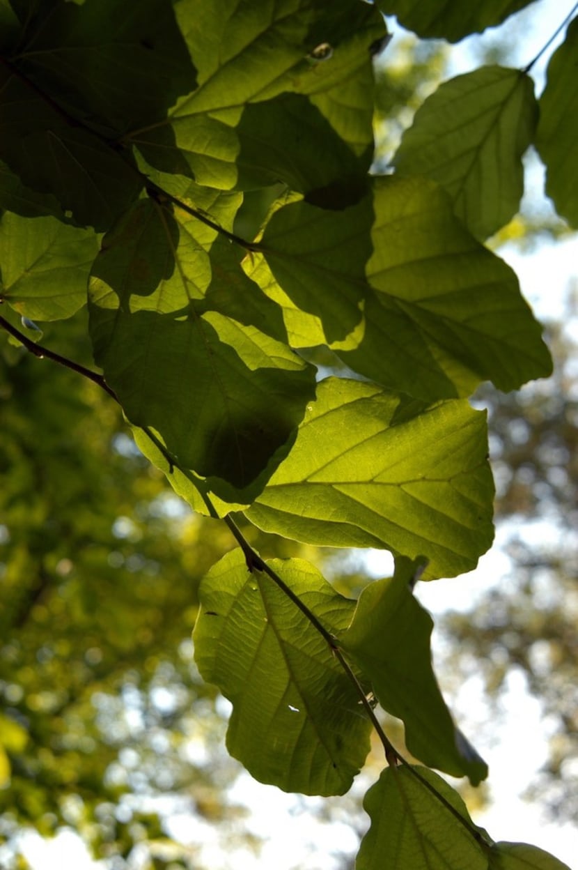 Green leaves of the Persian ironwood (Parrotia persica)
