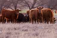 Cattle graze on a wheat field spared by the Smokehouse Creek Fire on Friday, March 1, 2024,...