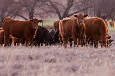 Cattle graze on a wheat field spared by the Smokehouse Creek Fire on Friday, March 1, 2024,...