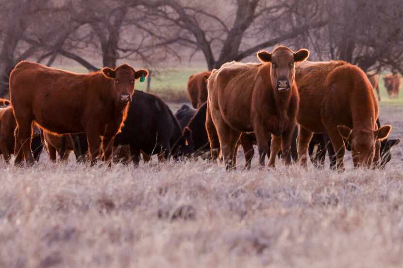 Cattle graze on a wheat field spared by the Smokehouse Creek Fire on the Shaller Ranch,...
