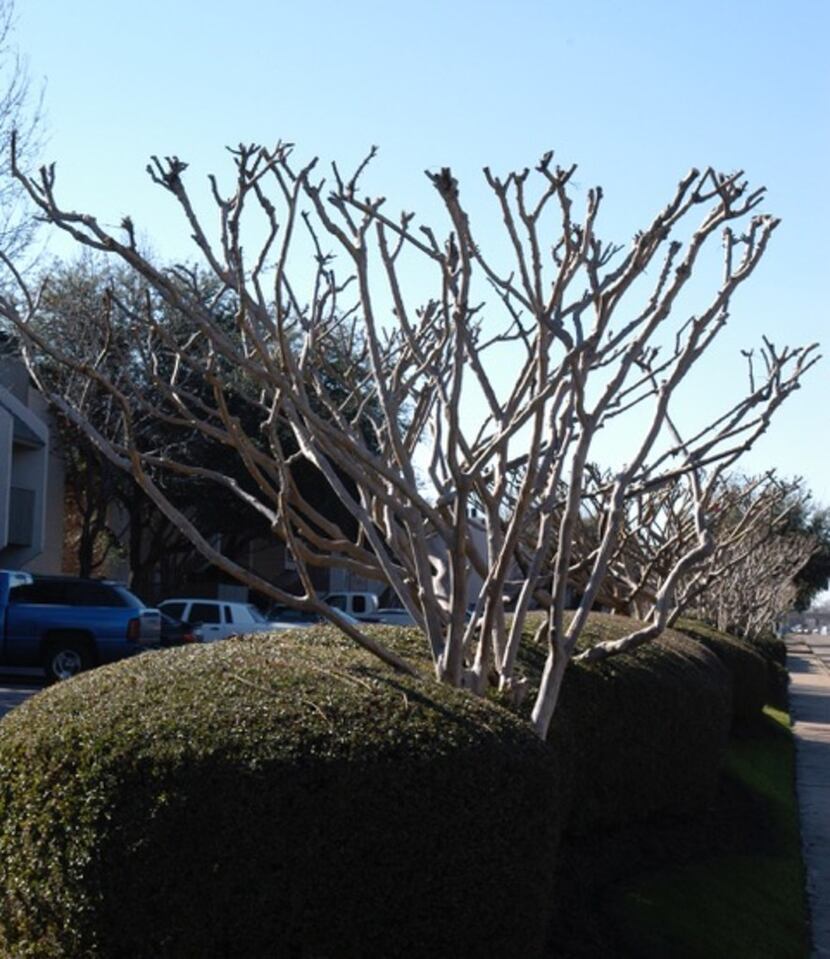 Improper crepe myrtle pruning wastes time and money, looks ugly and hurts flower production.