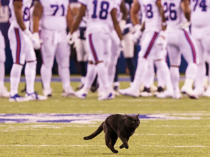 Black cat runs onto field during Giants-Cowboys game 