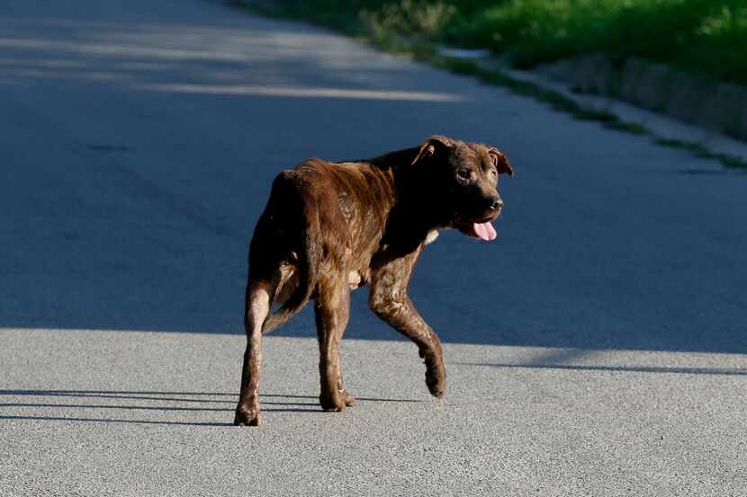 A dog wanders the neighborhood where a woman was killed by a pack of dogs in South Dallas in...