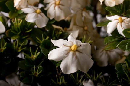 'ScentAmazing' gardenia