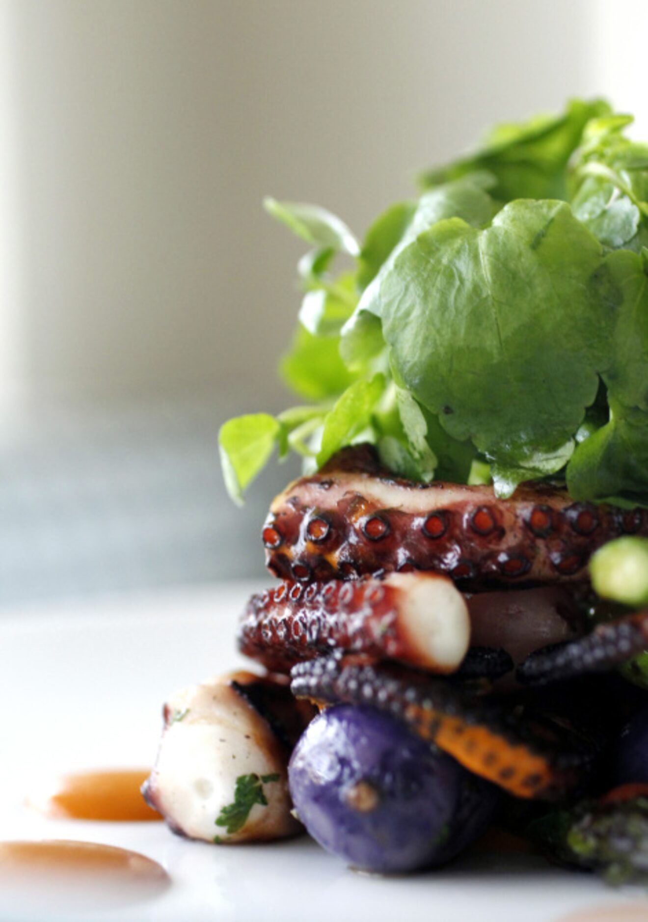 DRIFTWOOD: Chargrilled octopus