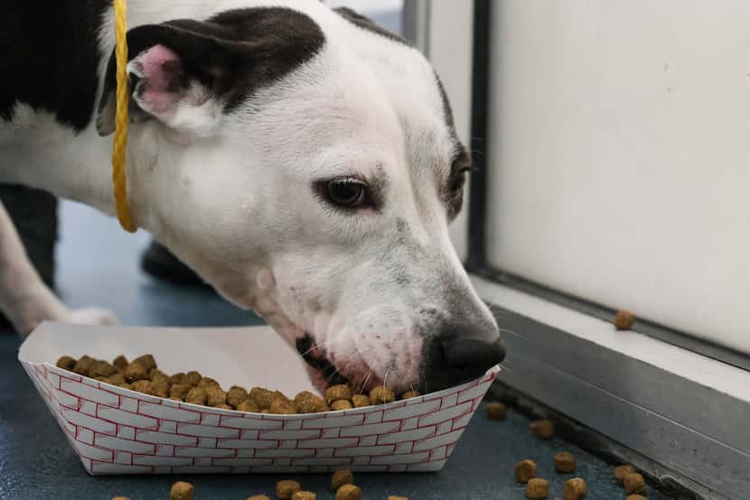 A dog available for adoption, named Brian by the staff, during feeding time at Dallas Animal...