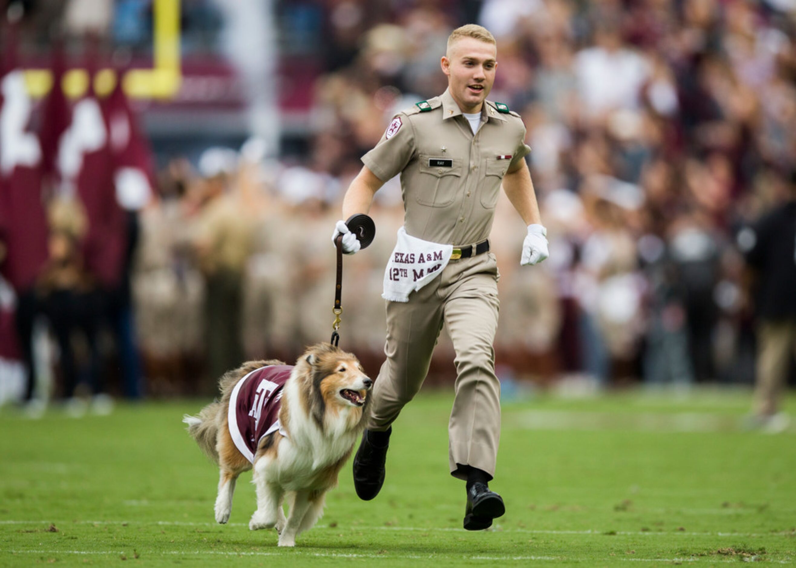 Reveille, the Texas A&M Aggies mascot, runs across the field before a college football game...