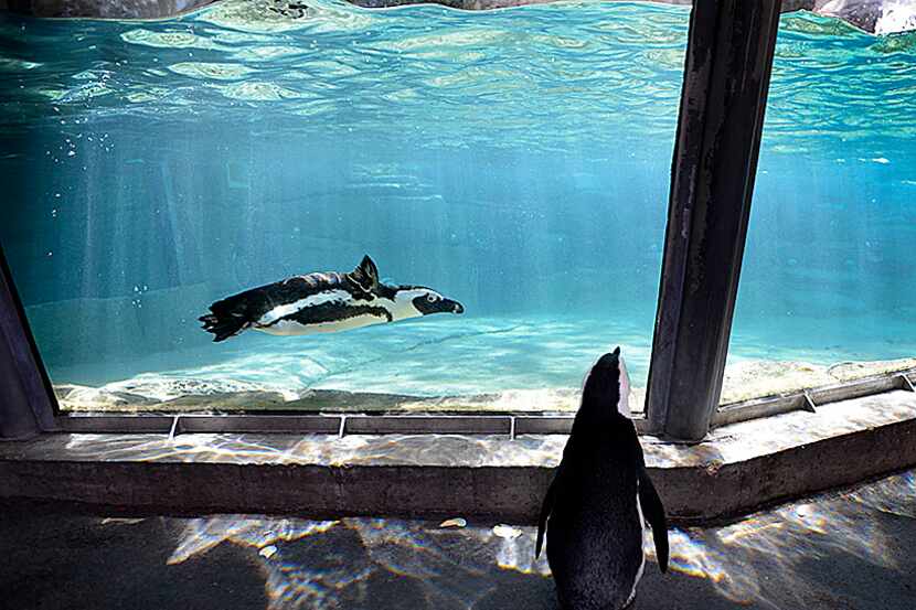  Sid, an African penguin, peers into the African penguin tank at the Dallas Zoo after making...