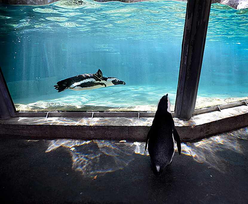  Sid, an African penguin, peers into the African penguin tank at the Dallas Zoo after making...