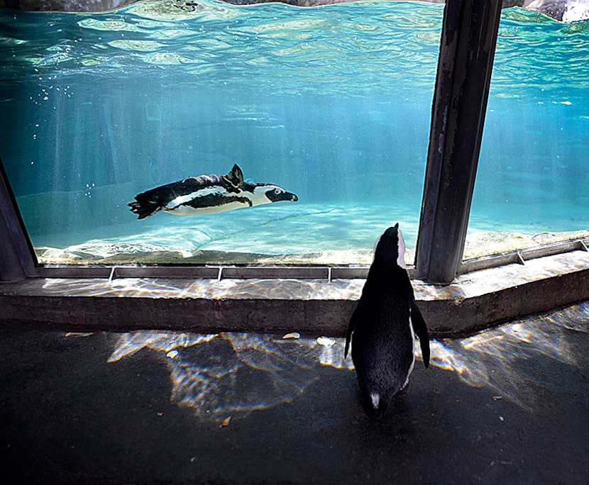  Sid, an African penguin, peers into the African penguin tank at the Dallas Zoo after making...