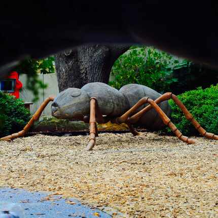 An ant sculpture in the Rory Meyers Children's Adventure Garden at the Dallas Arboretum.