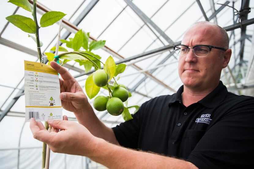 Horticulturst Danial Cunningham points out features of a Meyer Lemon plant tag.
