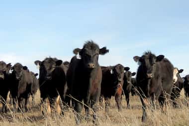 Cattle grazing on the Birdwell and Clark Ranch in Henrietta on Feb. 26. A permit for a...