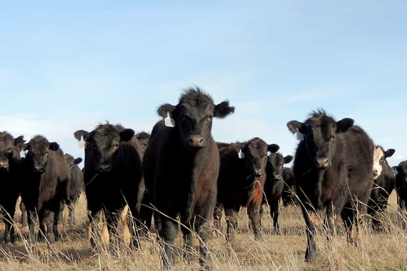 Cattle on the Birdwell and Clark Ranch in Henrietta, TX, are continually moved across the...