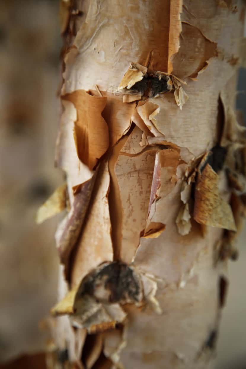 Birch trees have thin bark and probably need to be protected in summer and winter. 