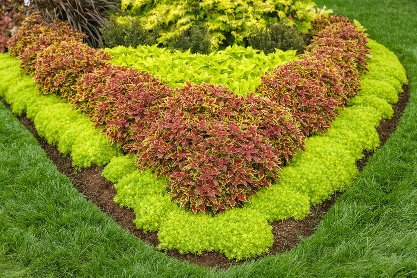 ColorBlaze Apple Brandy coleus, ColorBlaze Lime Time coleus, and Lemon Coral sedum from...