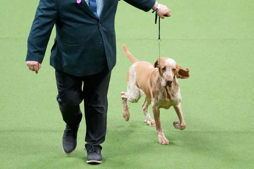 Lepshi, bracco Italiano, a competes in the sporting group competition during the 147th...