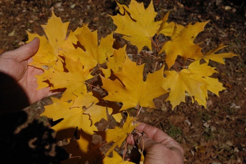 Caddo maple tree leaves (Acer saccharum var. caddo) 