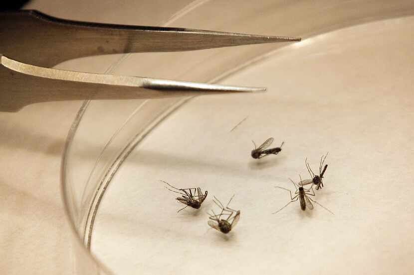 Grapevine conducted ground spraying for mosquitos after three mosquito samples tested...
