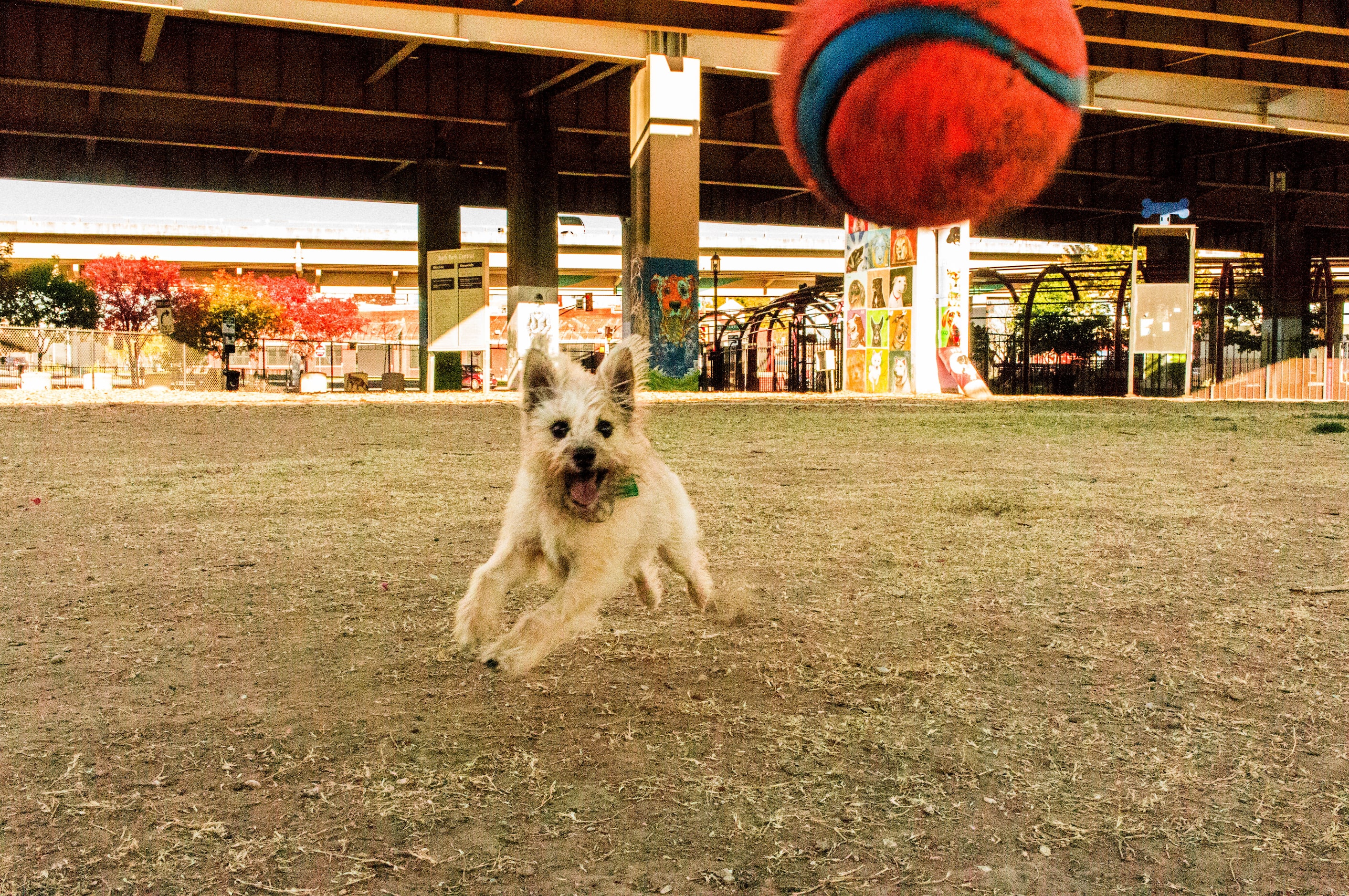 "Iago, the cutest dog in the world, at Deep Ellum Dog Park," said Stephanie Marchant. 