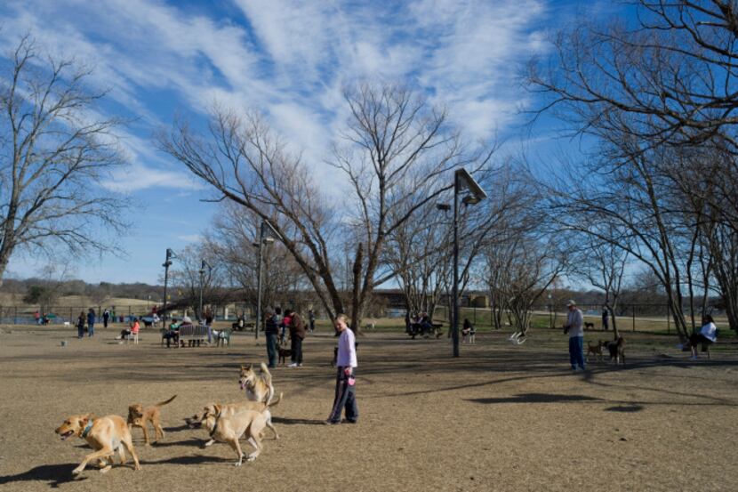 Dogs run at the White Rock Lake Dog Park in February. The Richardson City Council is set to...