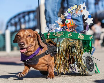 The Krewe of Barkus & Meoux pet parade is always a favorite for kids. 