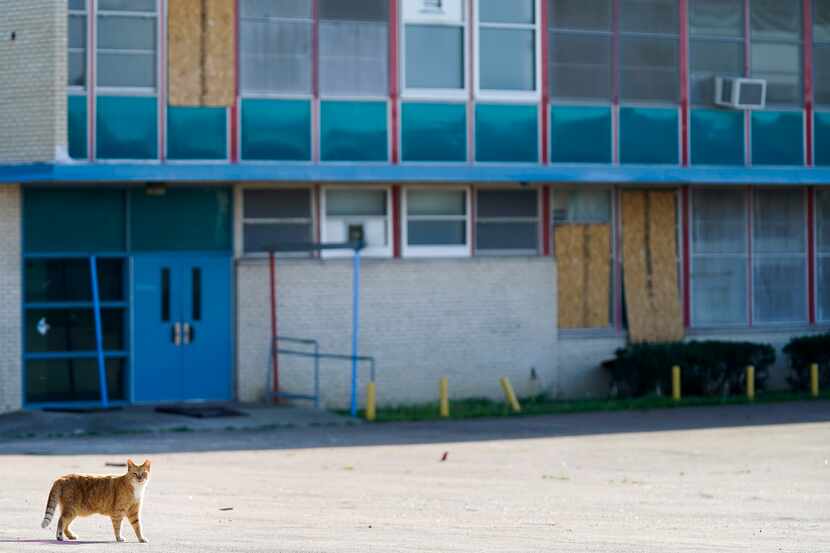 A stray cat walks outside tornado-damaged Thomas Jefferson High School.