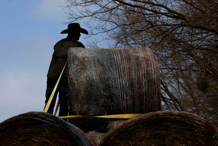 Wells Ranch employee Clayton Cook, shackles the hay stacks on the trailer that volunteer...