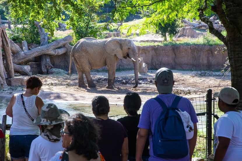 Families with children watch an elephant at the Dallas Zoo.