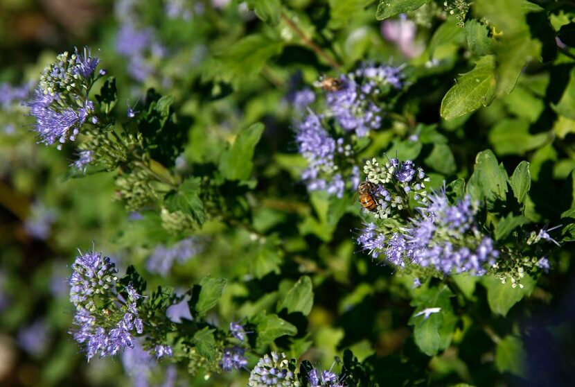 
Caryopteris, also called bluebeard or blue mist flower, is a small shrub that blooms from...