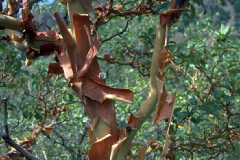Texas madrone (Arbutus xalapensis) is an ornamental native Texas tree that is appreciated...