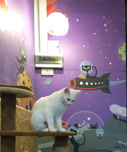 Catmosphere cat cafe in Chiang Mai, Thailand