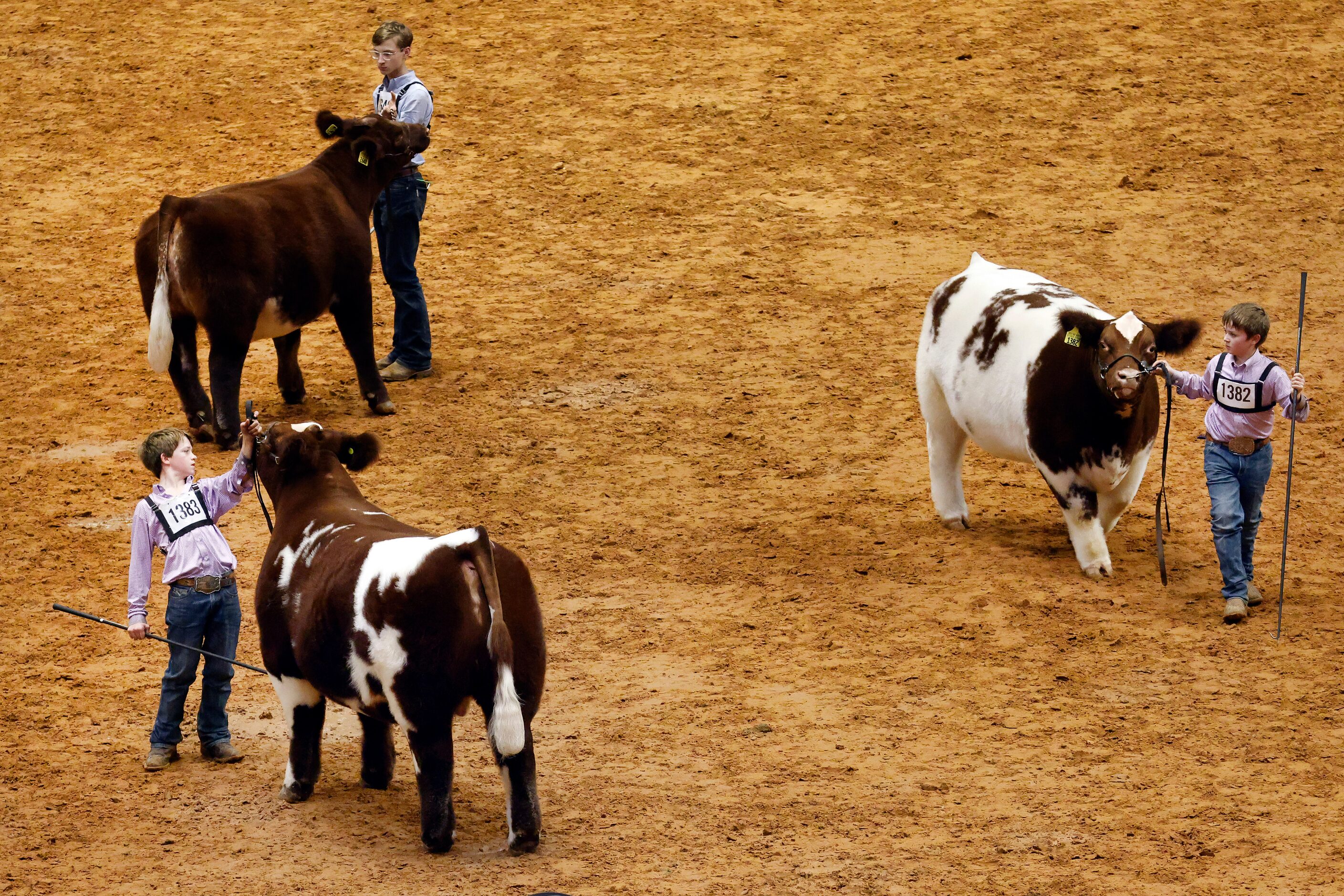 Van Alstyne 4-H Club members Jett James (1383, left) holds his heavyweight Shorthorn as his...