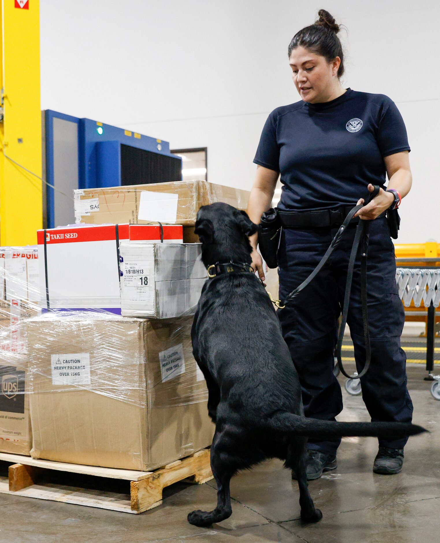 Giovanna Olivas, Customs and Border Protection agriculture specialist K-9 handler, watches...