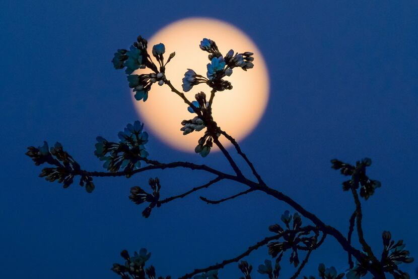  A full moon silhouettes cherry tree blossoms in Washington, D.C. (J. David Ake/The...